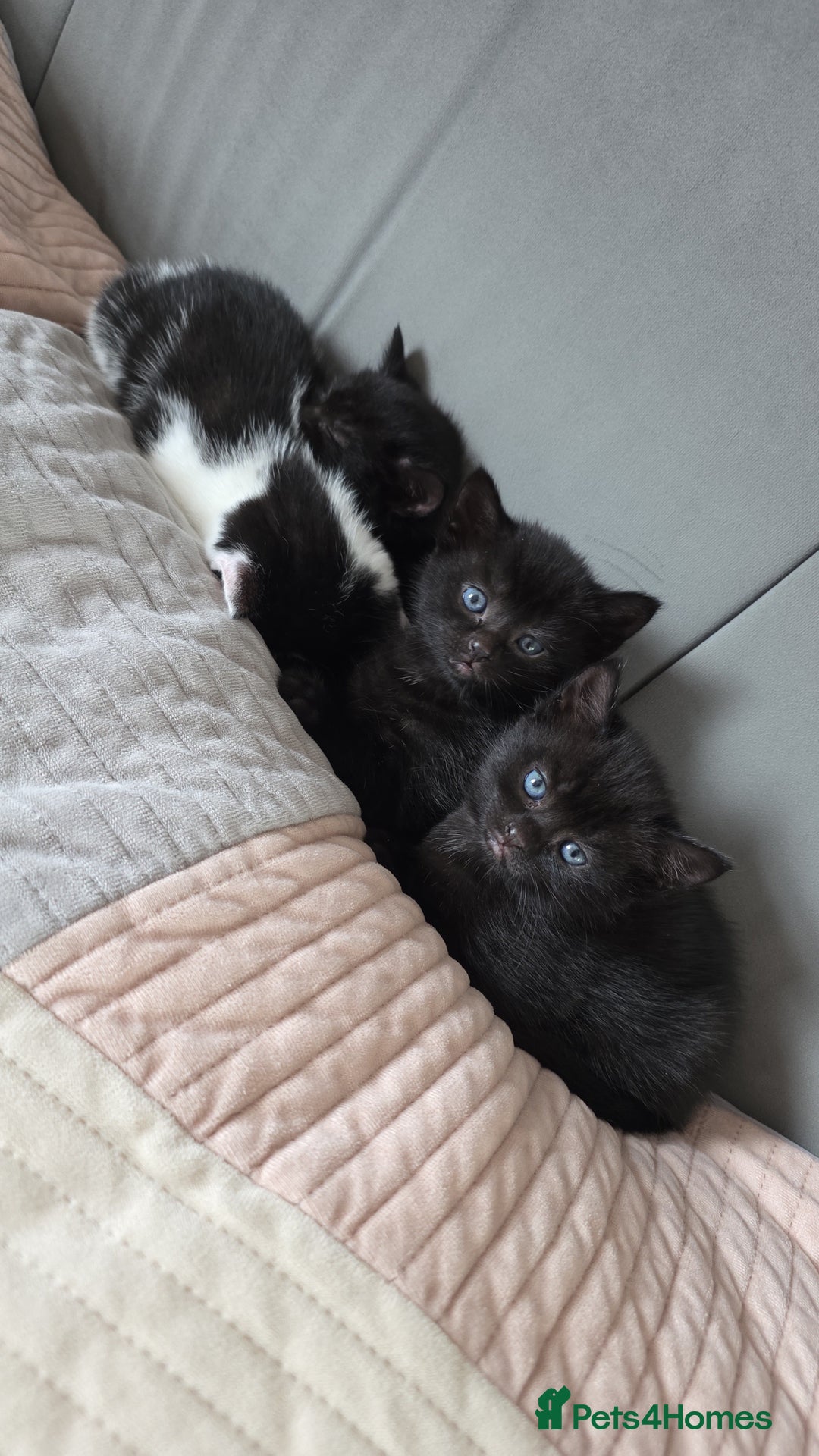 Domestic Shorthair cats for sale: 4 Adorable Kittens ready for their forever homes🩷 - Image 1