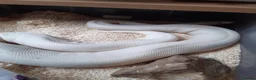 Python Snake reptiles for sale: Royal Python collection in Westcliff-on-Sea - Advert 3