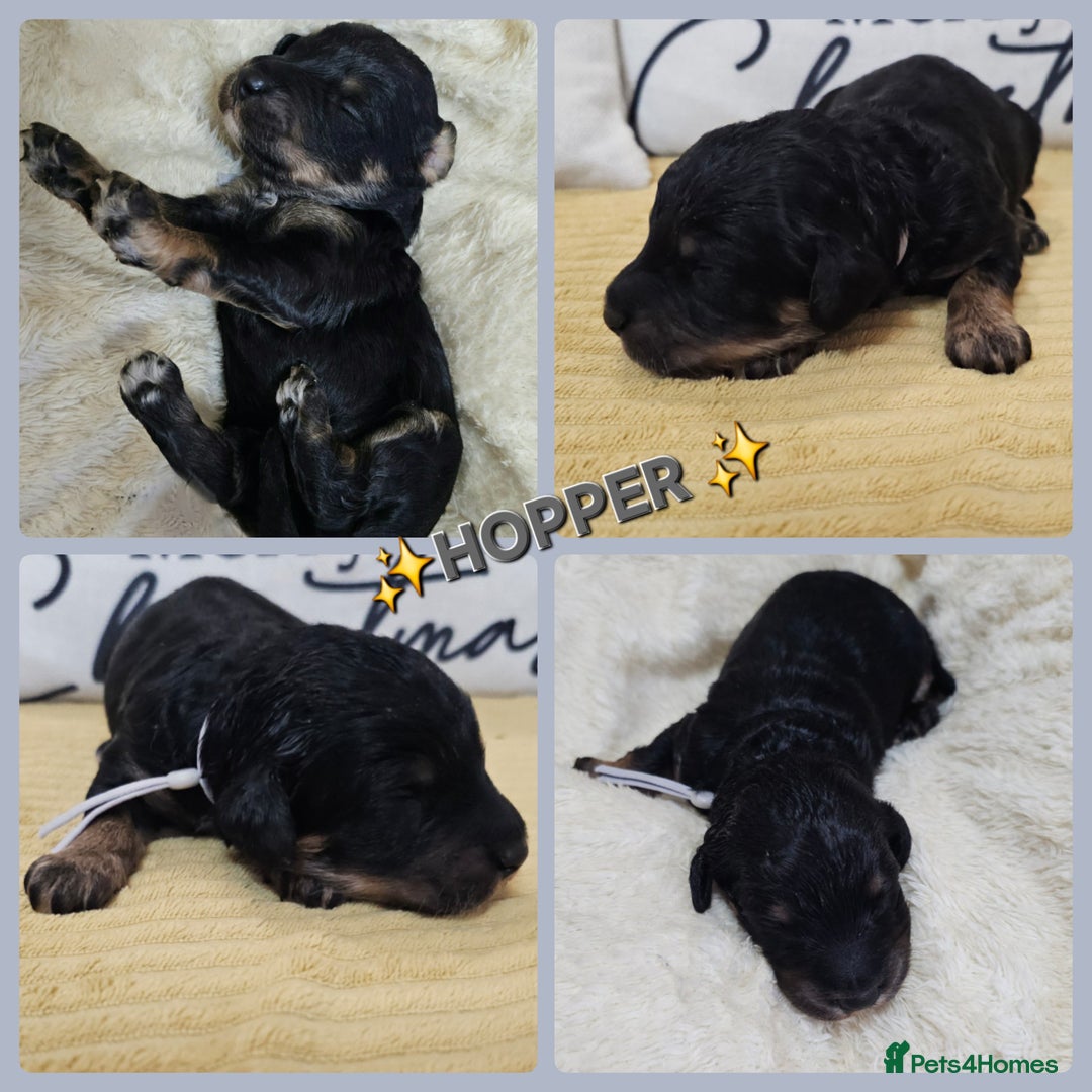 Cavapoo dogs for sale: STUNNING FULLY HEALTH TESTED F1B CAVAPOO  - Advert 36