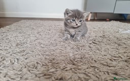 Domestic Shorthair cats for sale: Kittens for sale  - Image 2