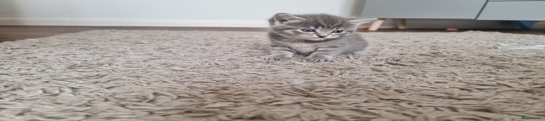 Domestic Shorthair Kitten 4