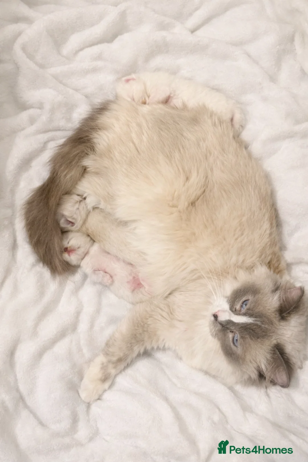 Ragdoll cats for sale: Pedigree Blue Ragdoll Kittens - Ready to leave  - Advert 2