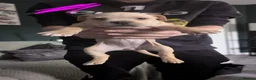 Mixed Breed dogs for sale: Gorgeous littler of 9 pups only 2 left 1 m 1 f - Advert 11