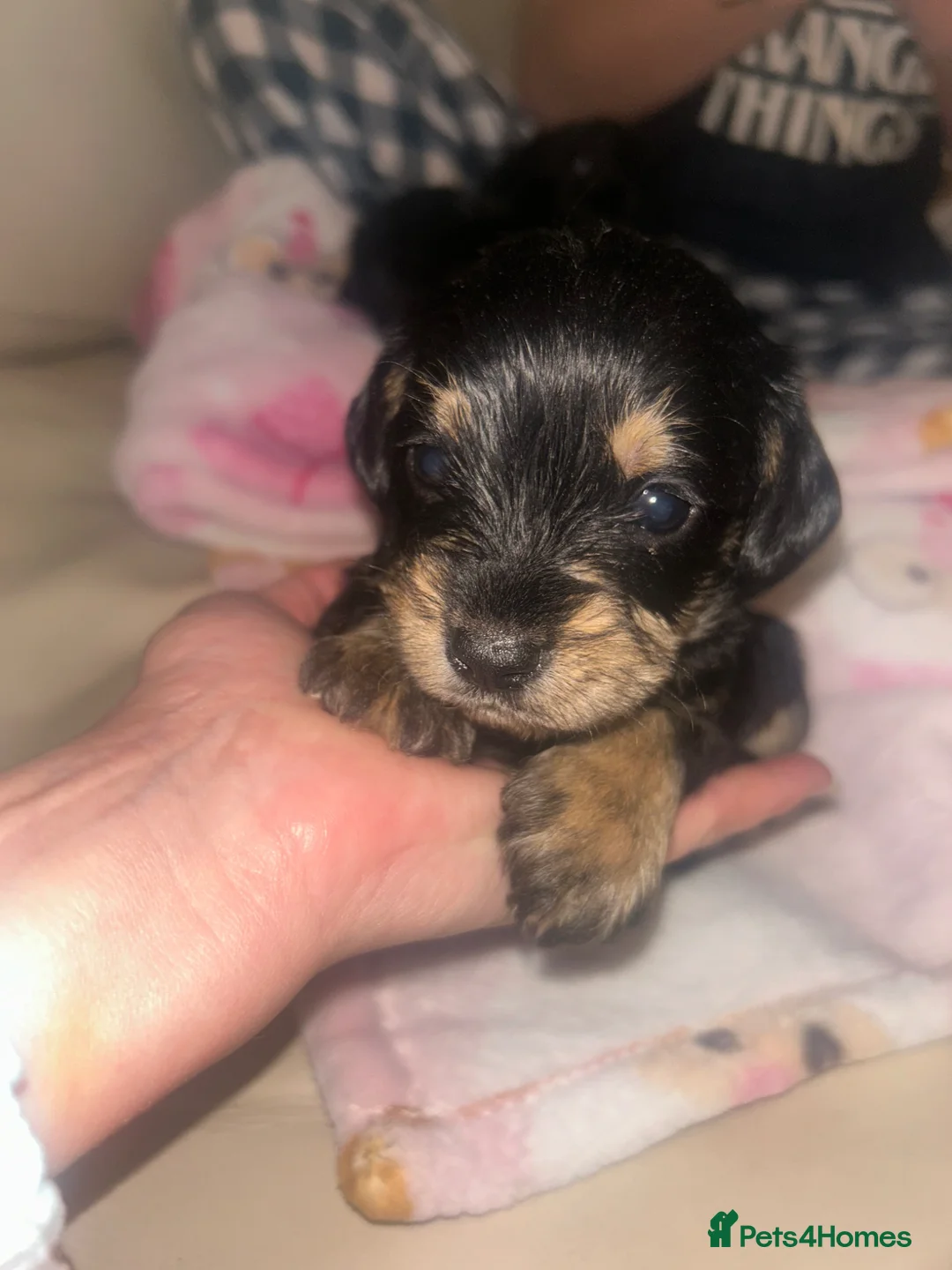 Cavapoochon dogs for sale: Stunning Cavapoochons - Advert 1