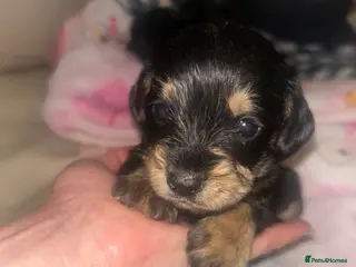 Cavapoochon dogs Stunning Cavapoochons - Advert 1