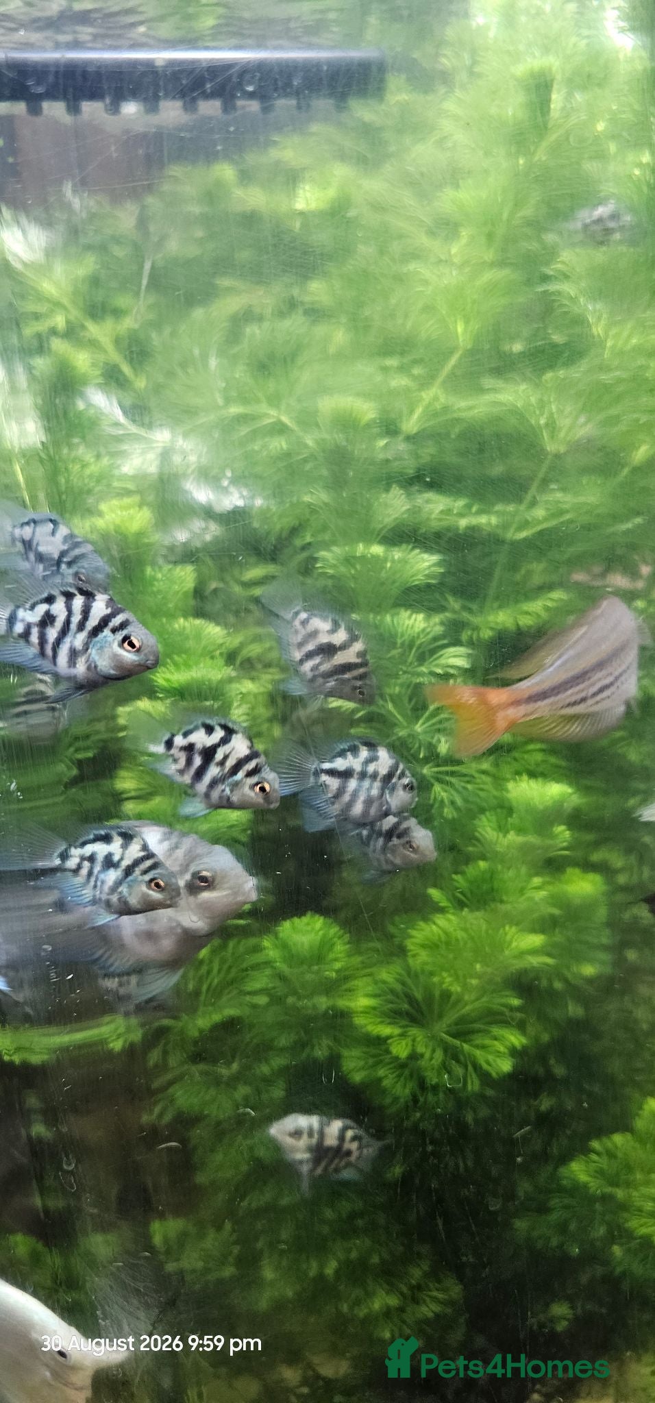 Cichlids fish Polar blue parrot chiclids  - Advert 6
