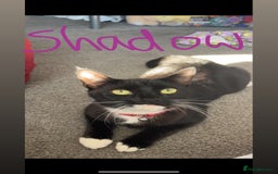 Mixed Breed cats for sale: 2 sister cats for sale - Image 5