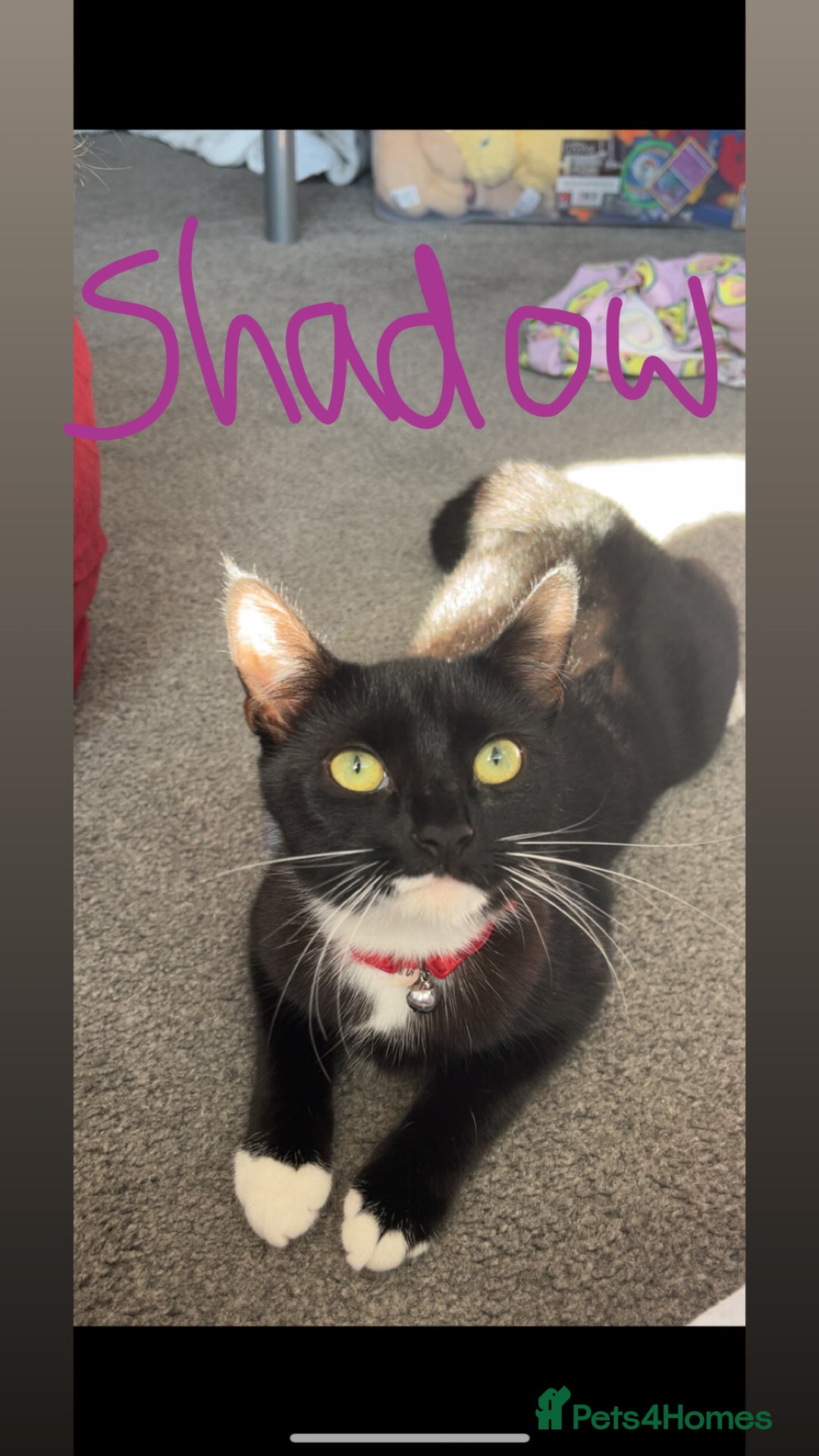 Mixed Breed cats for sale: 2 sister cats for sale - Image 5