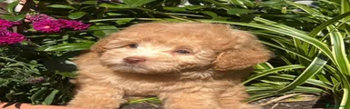 Labradoodle 1