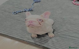 French Bulldog dogs for sale: High DNA French bulldog Male & Females  - Image 21