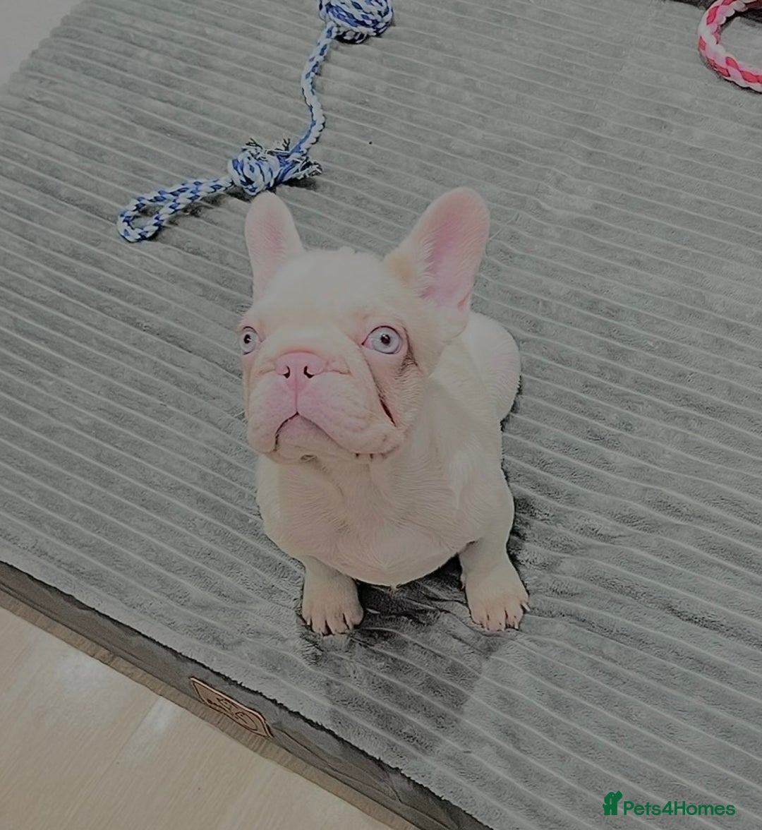 French Bulldog dogs for sale: High DNA French bulldog Male & Females  - Image 21
