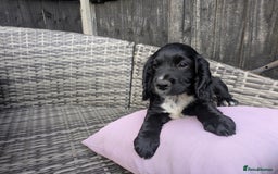 Cocker Spaniel dogs for sale: kc cocker spaniels registered pups - Image 9