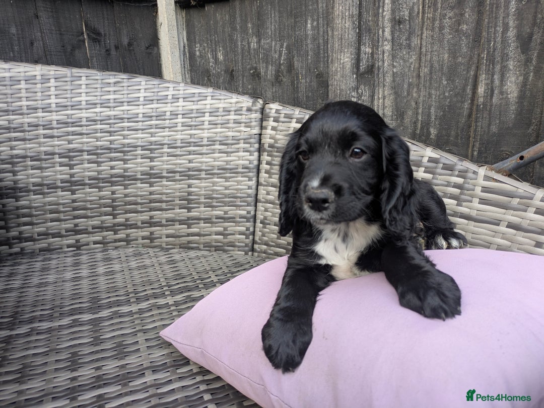 Cocker Spaniel dogs for sale: kc cocker spaniels registered pups - Image 9