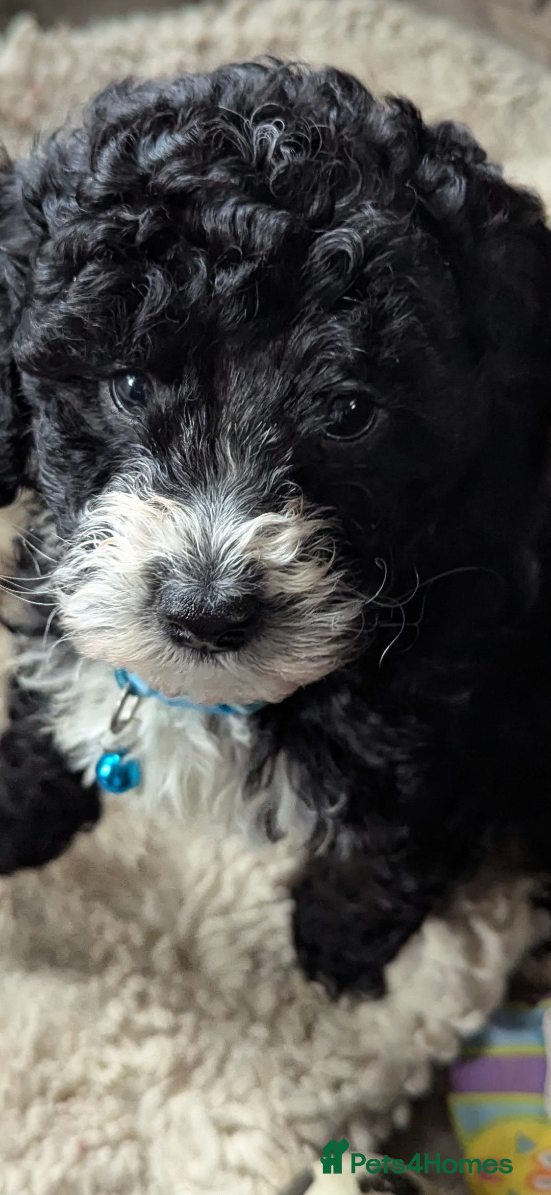 Cavapoochon dogs for sale: Cavapoochon puppies .ready now  - Image 4