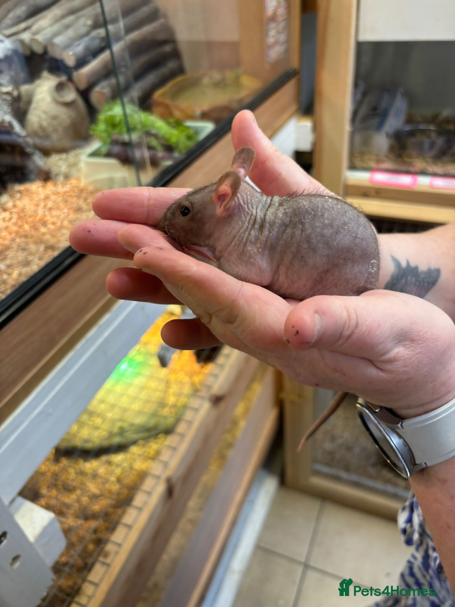 Rat rodents Hairless, dumbos and fancy rats - Advert 2