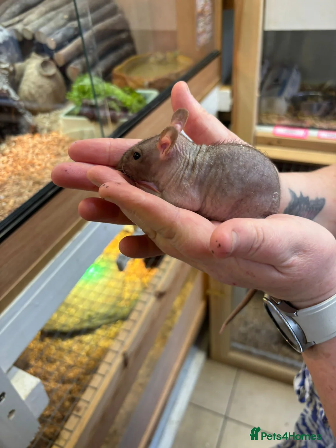 Rat rodents for sale: Hairless, dumbos and fancy rats - Advert 1