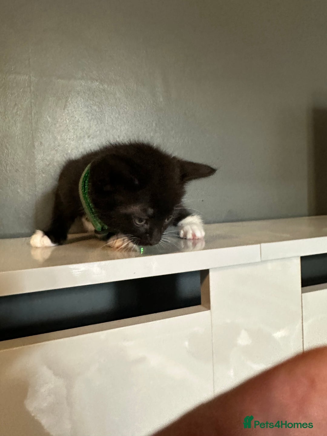 Mixed Breed cats for sale: Mixed breed kittens for sale - Image 11