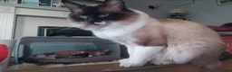 Ragdoll cats for sale: Ragdoll x - Advert 23