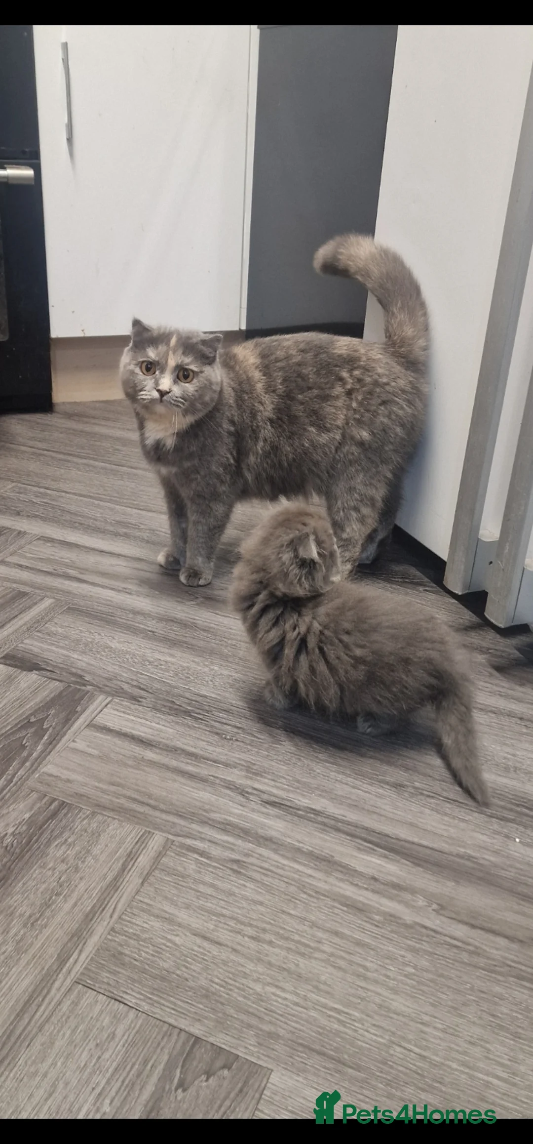 Scottish Fold cats for sale: Scottish fold British shorthair - Advert 1