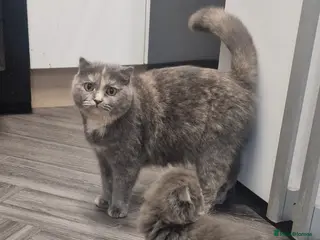 Scottish Fold cats Scottish fold British shorthair - Advert 1