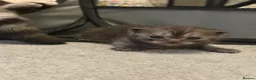 Scottish Fold cats for sale: Scottish Fold Kittens for Sale - Advert 2