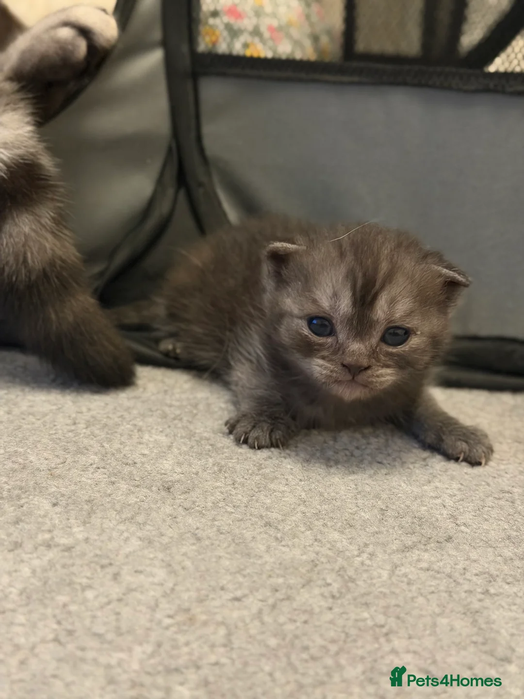 Scottish Fold cats for sale: Scottish Fold Kittens for Sale - Advert 2