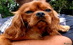 Cavalier King Charles Spaniel dogs for stud: Cavalier KC reg health tested proven stud  - Image 12