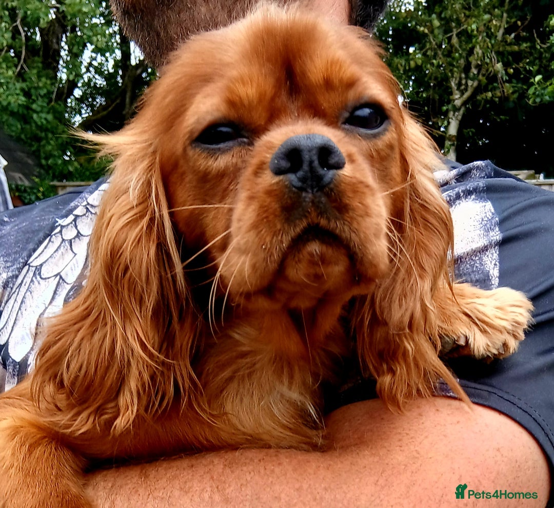 Cavalier King Charles Spaniel dogs for stud: Cavalier KC reg health tested proven stud  - Image 12
