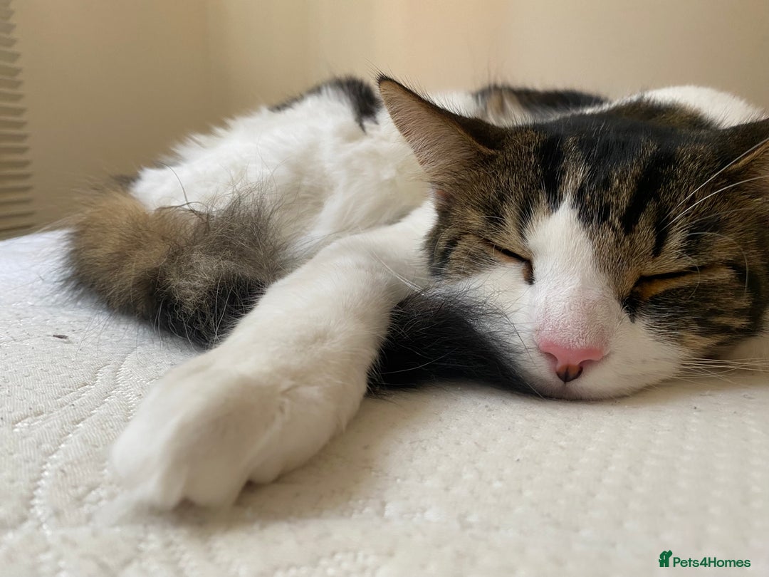 Mixed Breed cats for sale: Much loved 2 year old boy cat - Advert 3