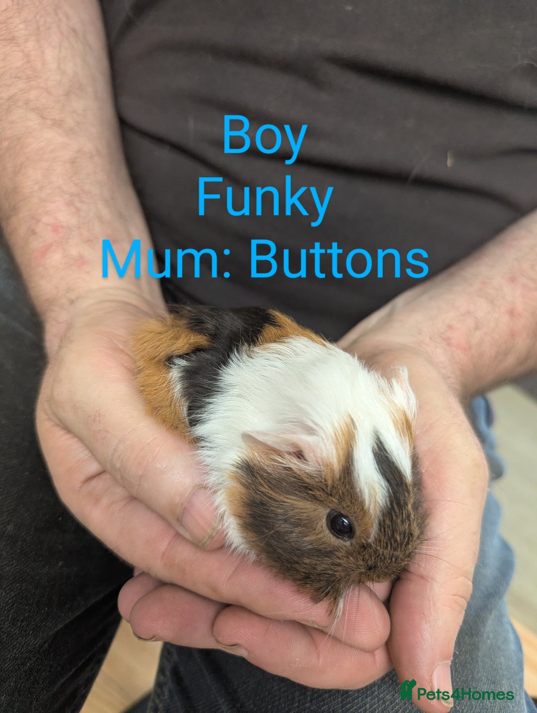 Guinea Pig rodents for sale: Stunning baby guinea pigs! Lunkarya/Abyssinian/sh  - Image 4