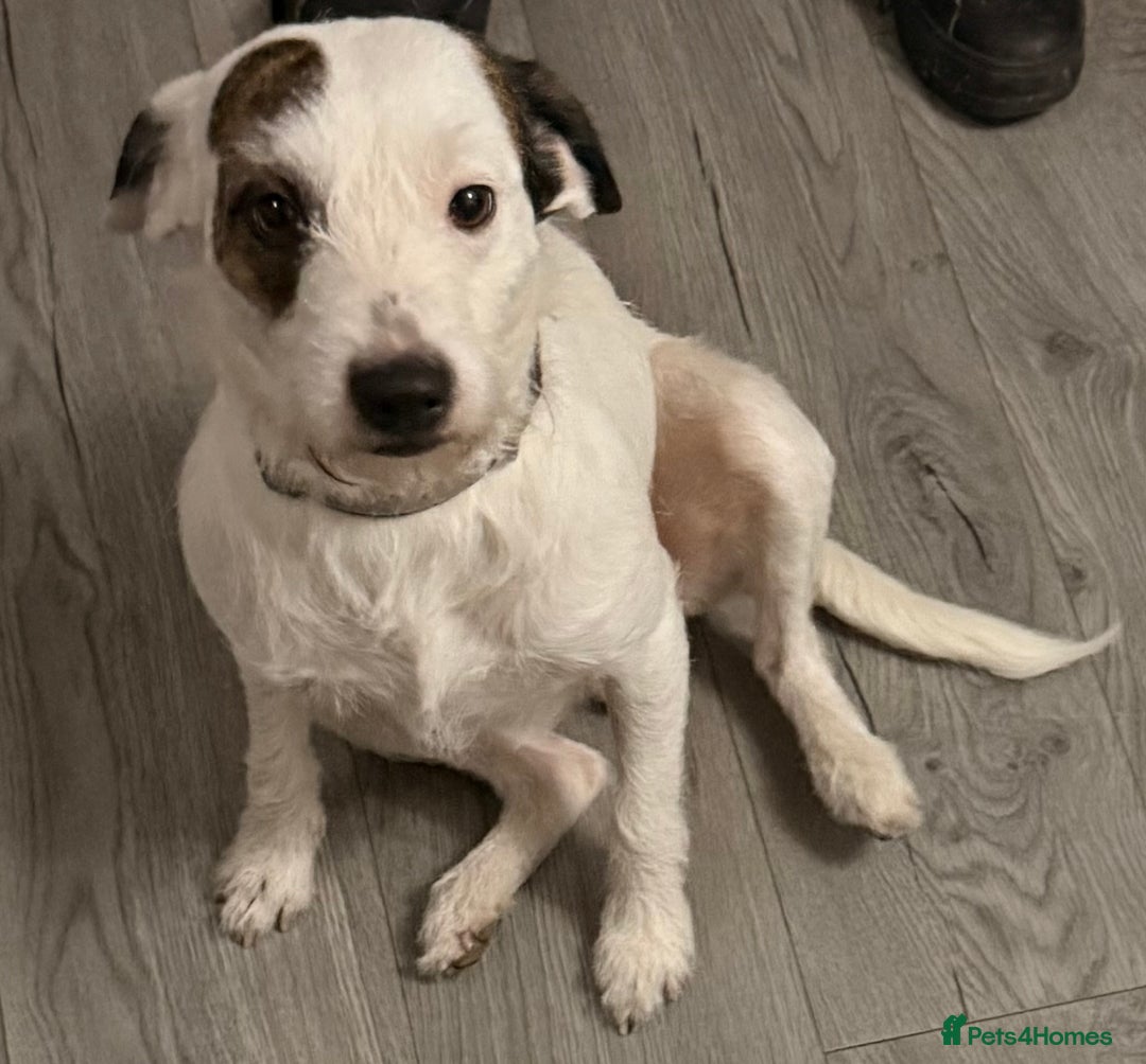 Parson Russell dogs for stud: Parson tussle terrier for stud  - Advert 2