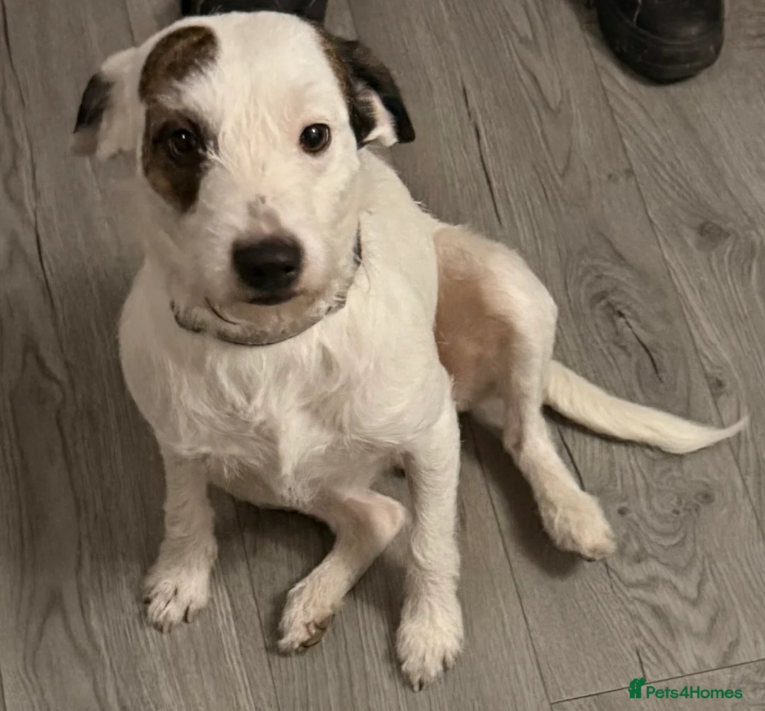 Parson Russell dogs for stud: Parson tussle terrier for stud  - Advert 2