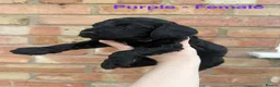 Cockapoo dogs for sale: 6 beautiful miniature cockapoos  - Advert 15