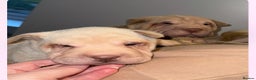 Shar Pei dogs for sale: shar peis - Advert 11