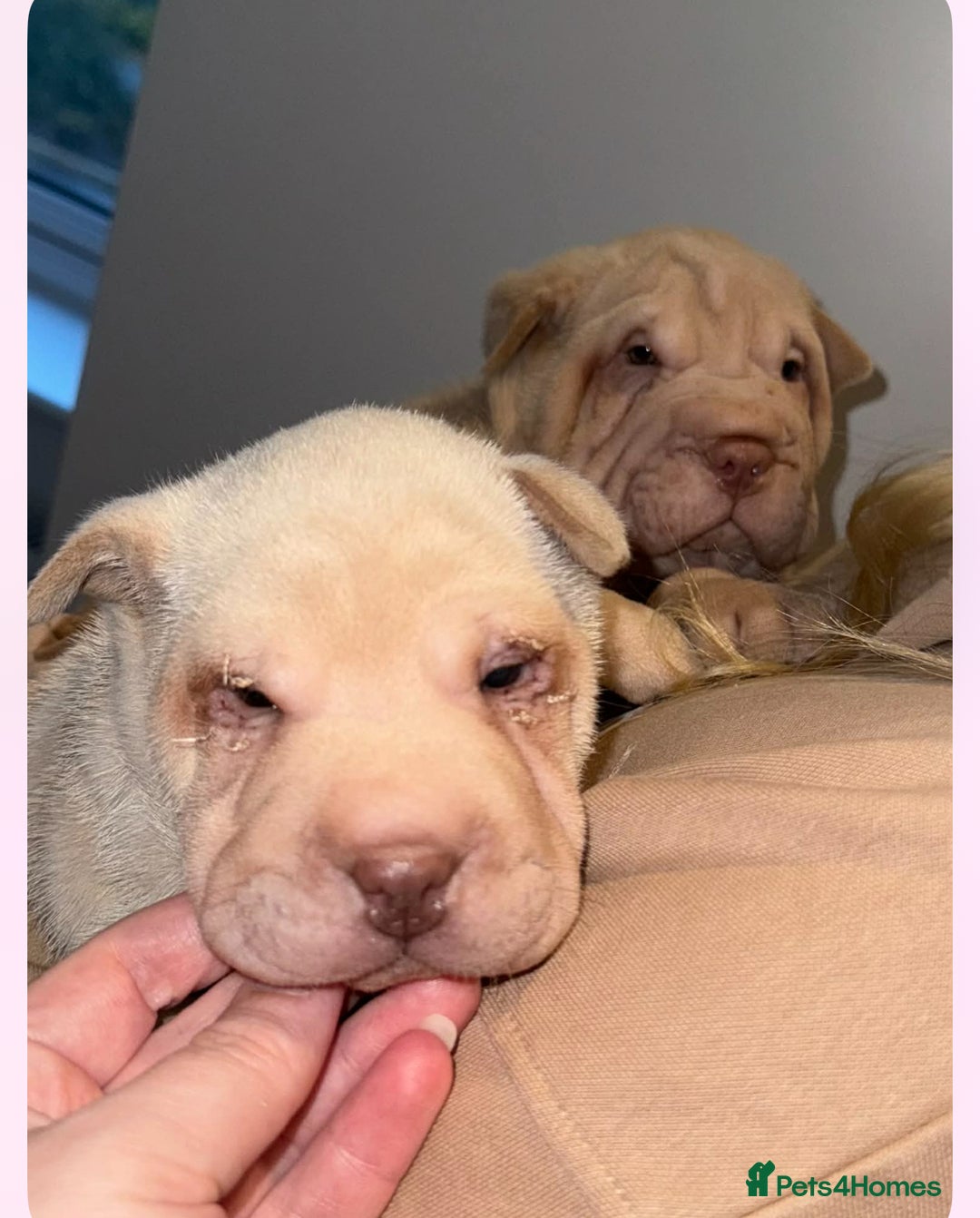 Shar Pei dogs for sale: shar peis - Advert 11