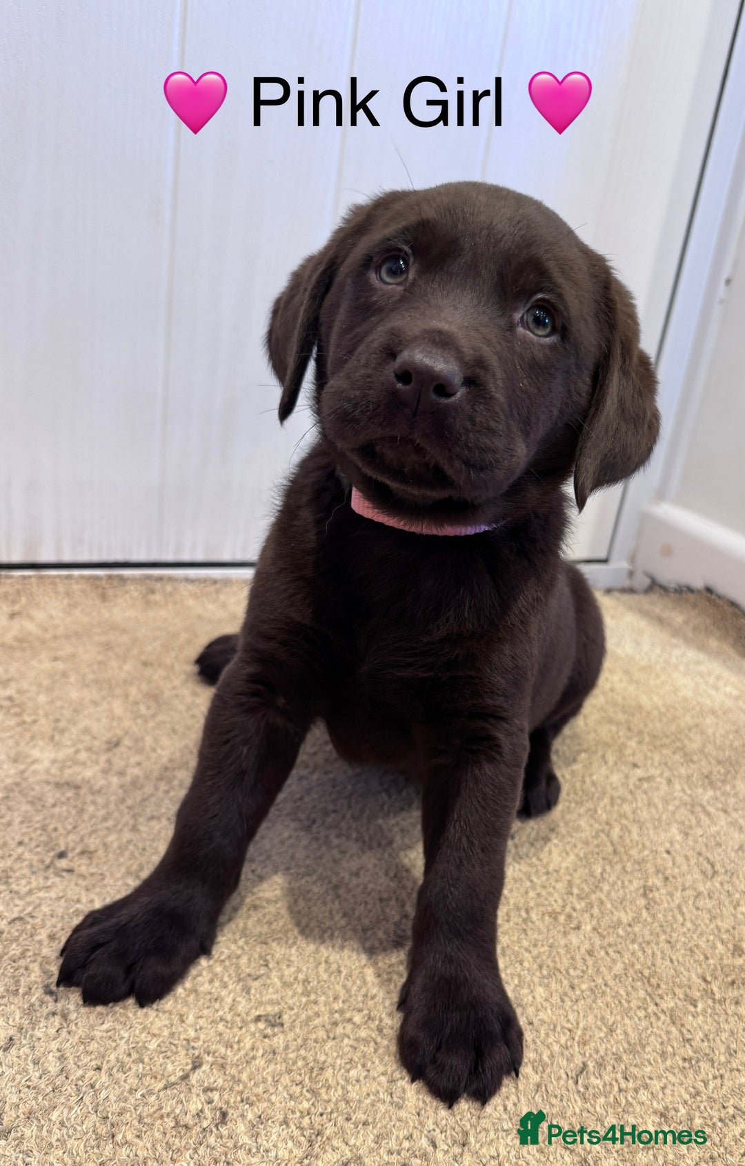 Labrador Retriever dogs for sale: Outstanding Quailty Chocolate Labrador Puppies - Advert 12