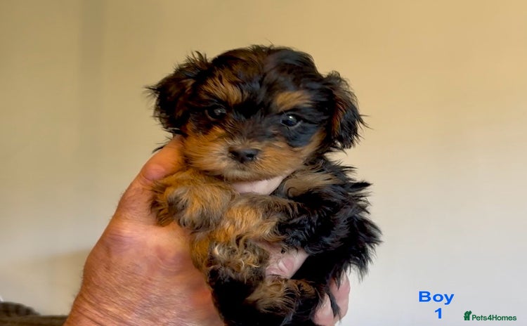 Maltipoo dogs - Advert 3