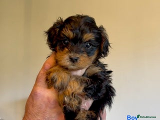 Maltipoo dogs - Advert 2