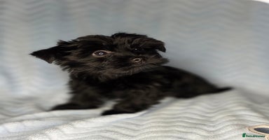 Yorkshire Terrier dogs - Advert 4