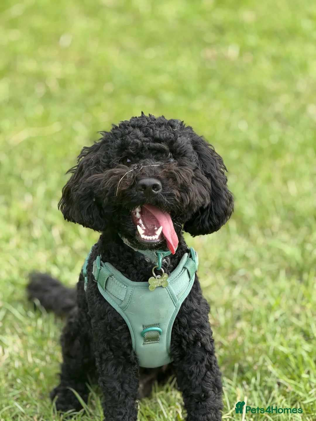 Cockapoo dogs for stud: F2 Cockapoo Stud - Advert 1