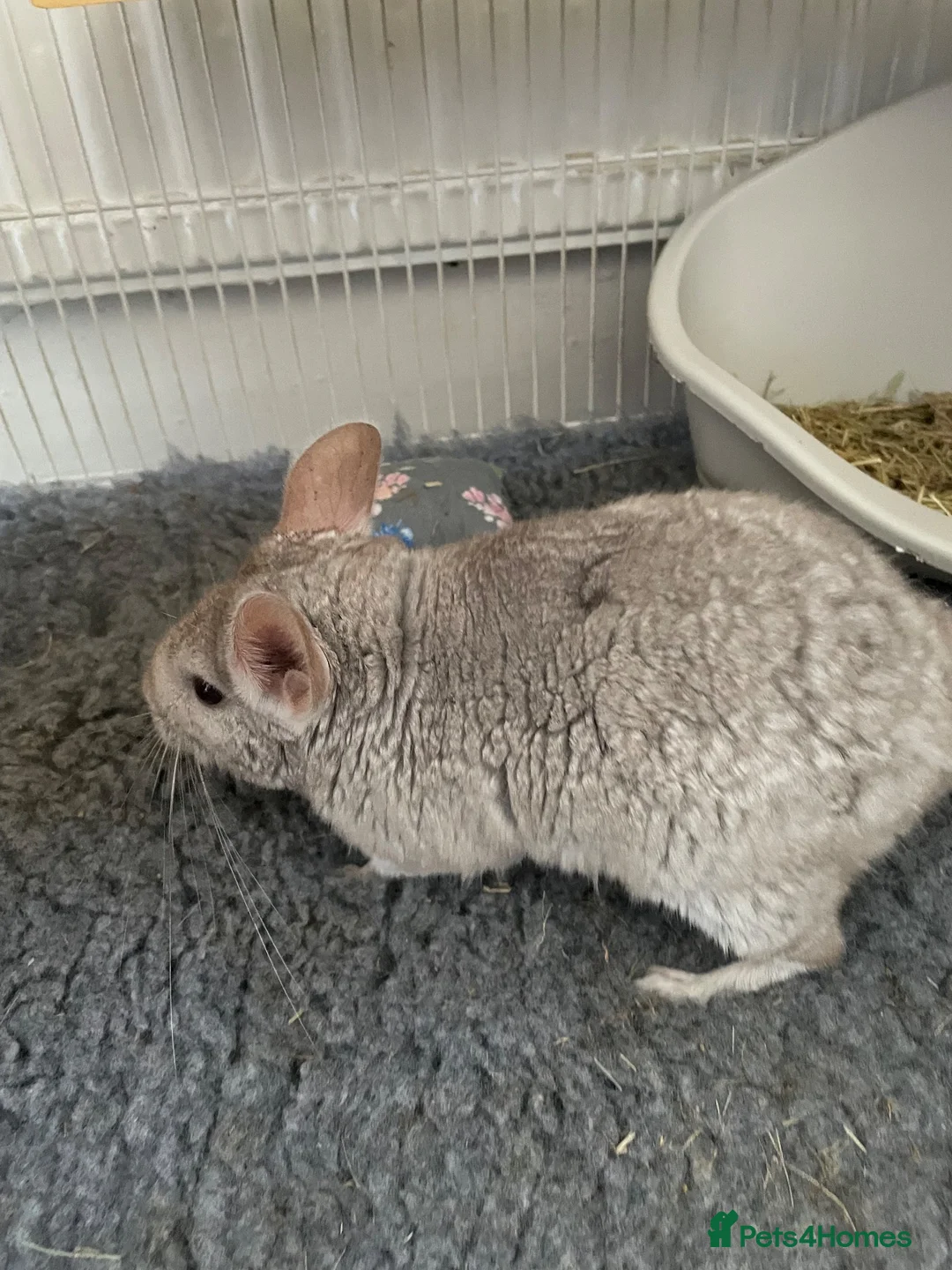 Chinchilla rodents for sale: chinchilla beige - Advert 6