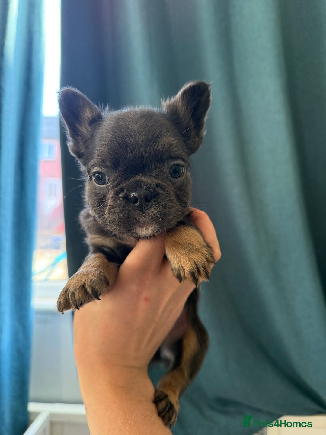 French Bulldog dogs for sale: Fluffy French Bulldogs 4 boys left  - Image 21