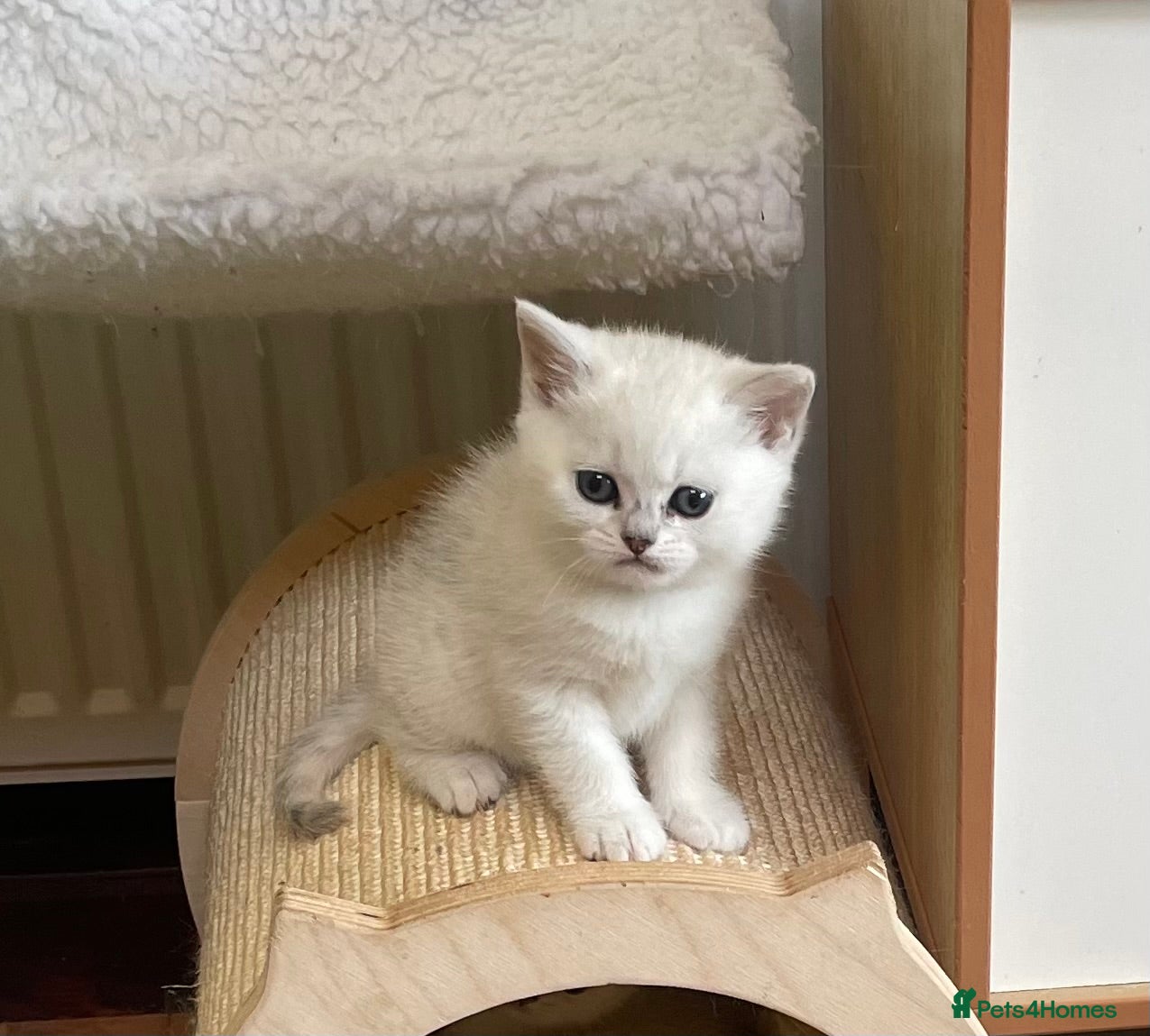 British Shorthair cats for sale: BSH Silver Tipped GCCF REGISTERED  - Advert 1