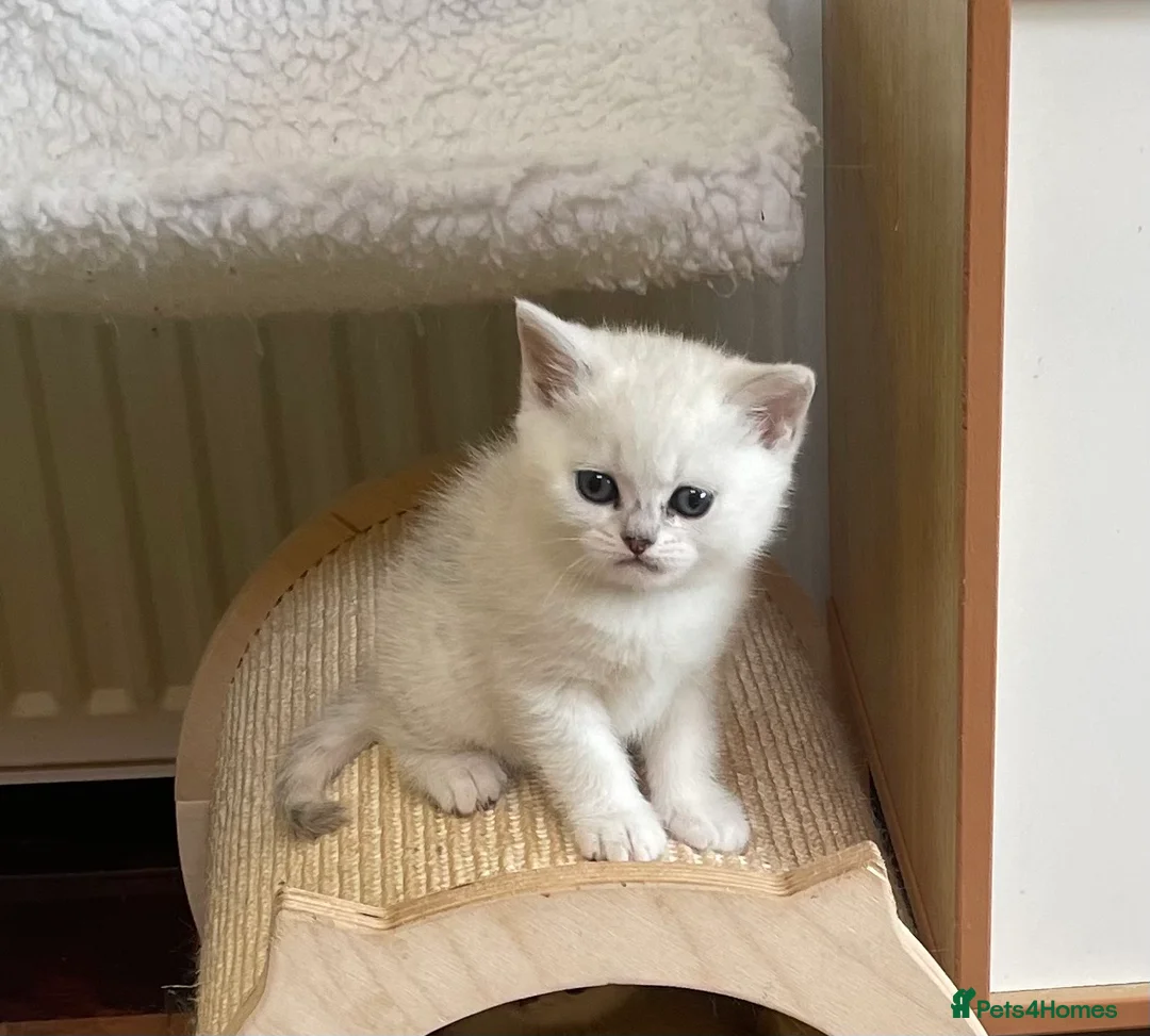 British Shorthair cats for sale: BSH Silver Tipped GCCF REGISTERED  - Advert 1