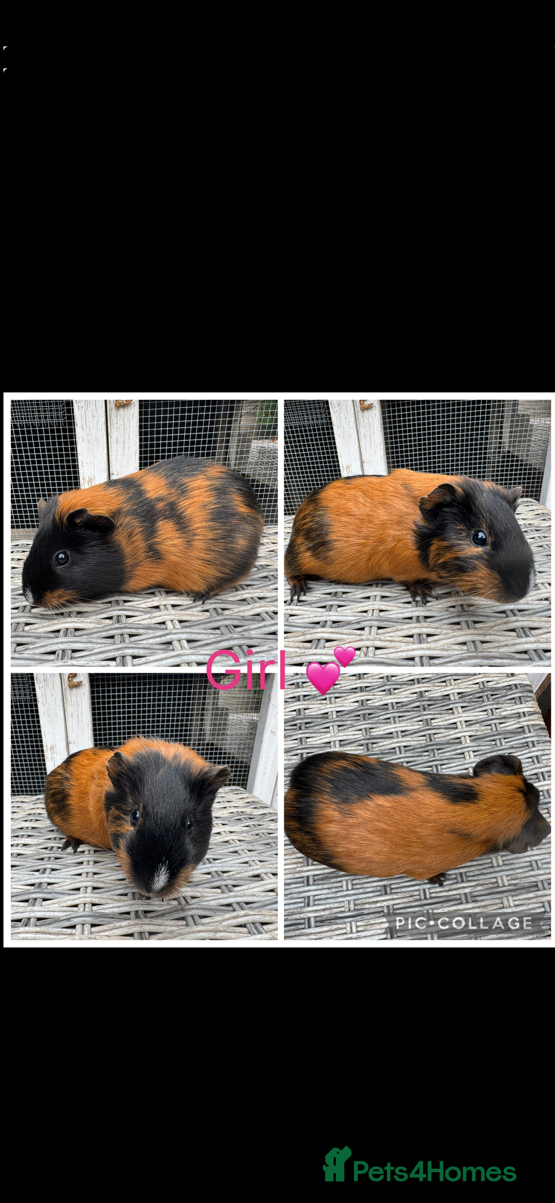 Guinea Pig rodents for sale: Female & Male Guinea pigs 👀 for new laps 🥰 - Advert 2