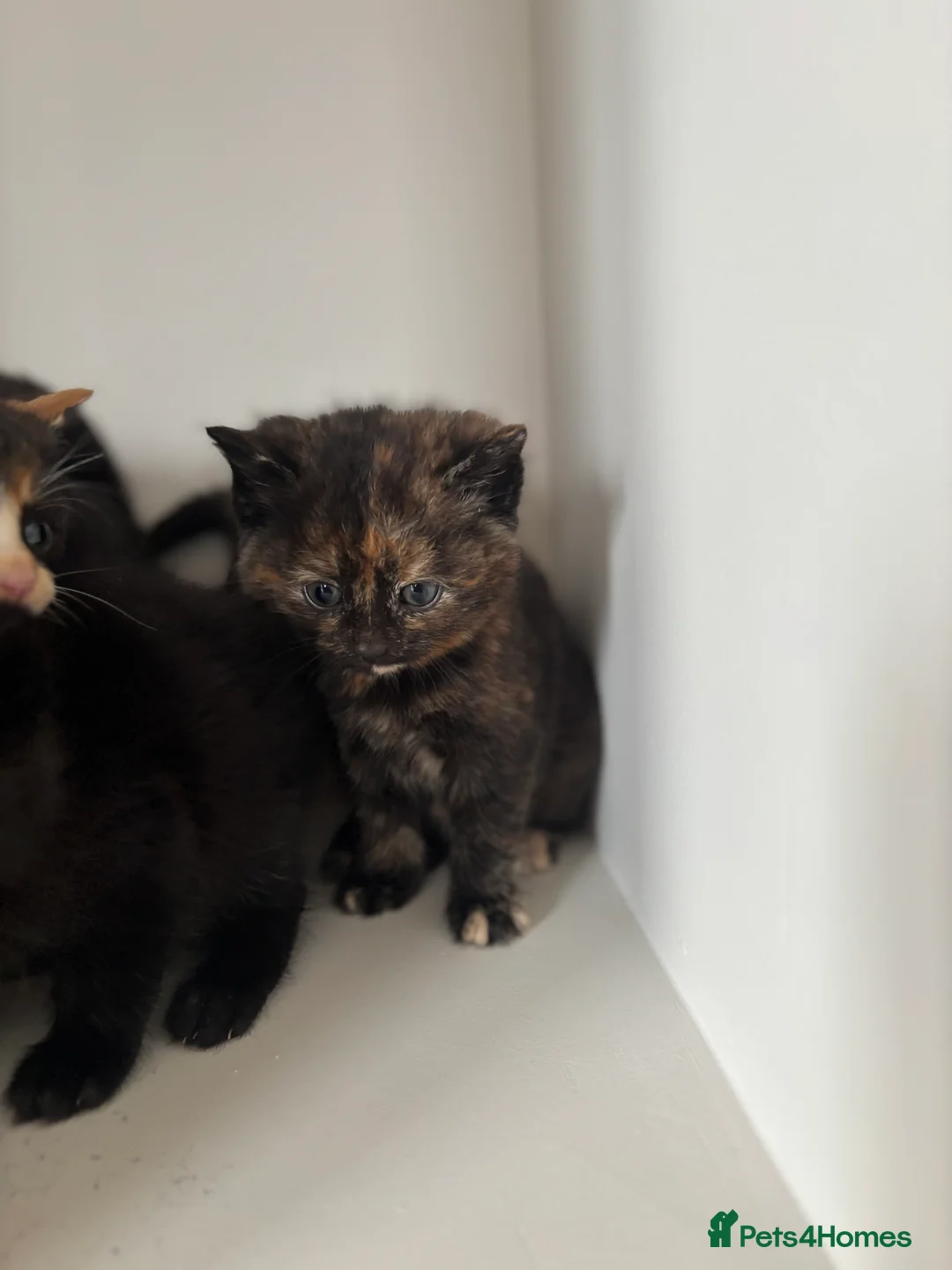 Ragdoll cats for sale: Kittens  - Advert 5