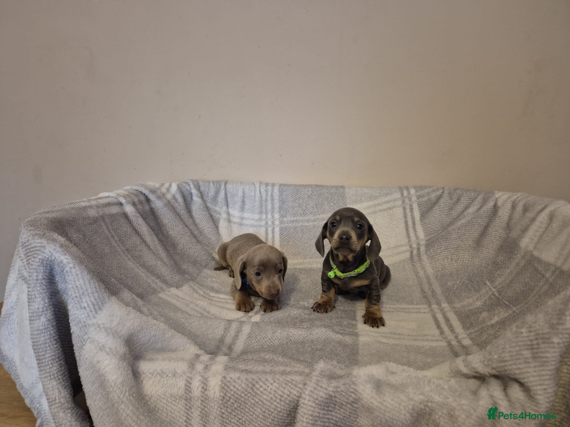 Miniature Dachshund dogs Miniature dachshund - Advert 6