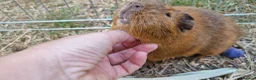 Guinea Pig rodents for sale: £20 for 2 California x male guinea pigs  - Advert 12