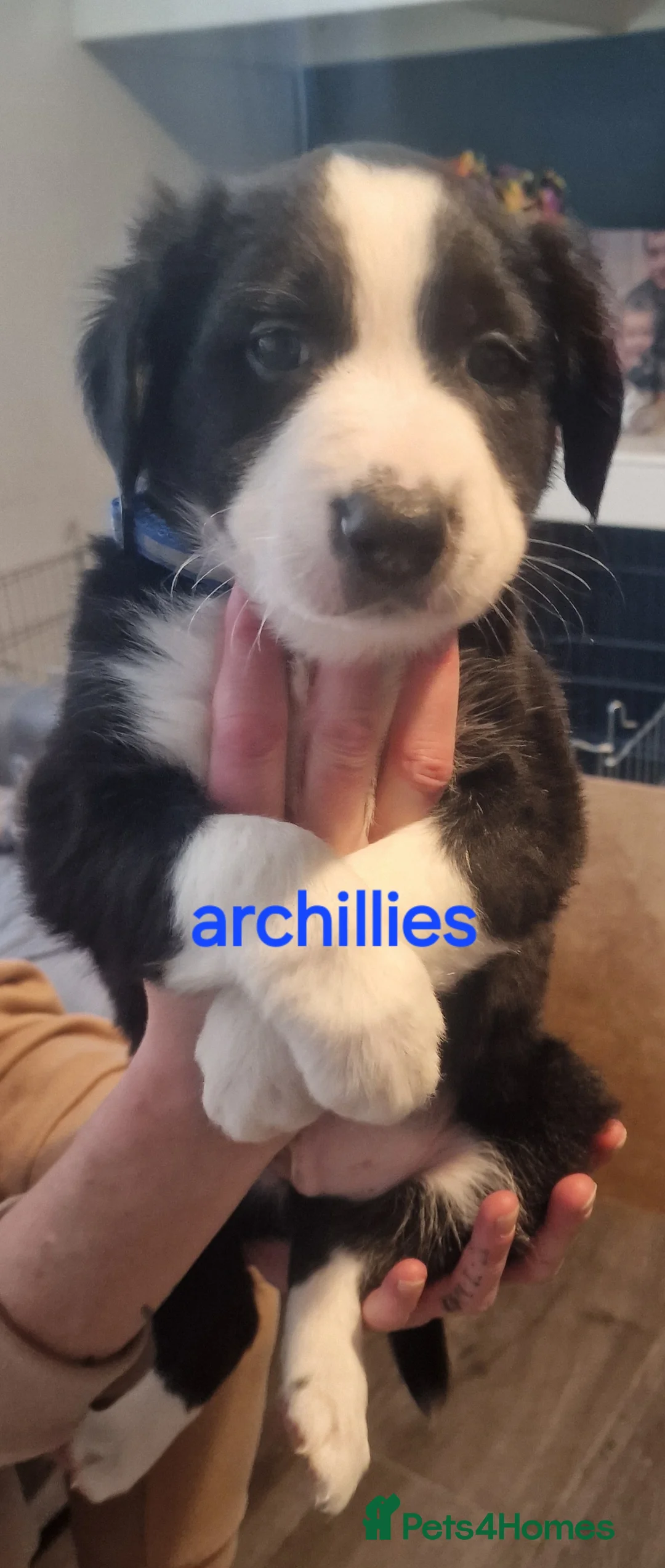 Border Collie dogs for sale: Border collie pups for sal3 - Advert 2