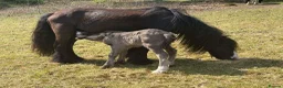 Irish Cob horses for sale: Titch & Rocky in Cwmbran - Advert 5